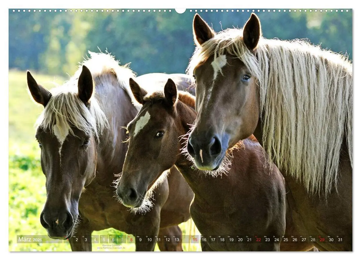Bild: 9783516113549 | Faszination Kaltblut (hochwertiger Premium Wandkalender 2026 DIN A2...