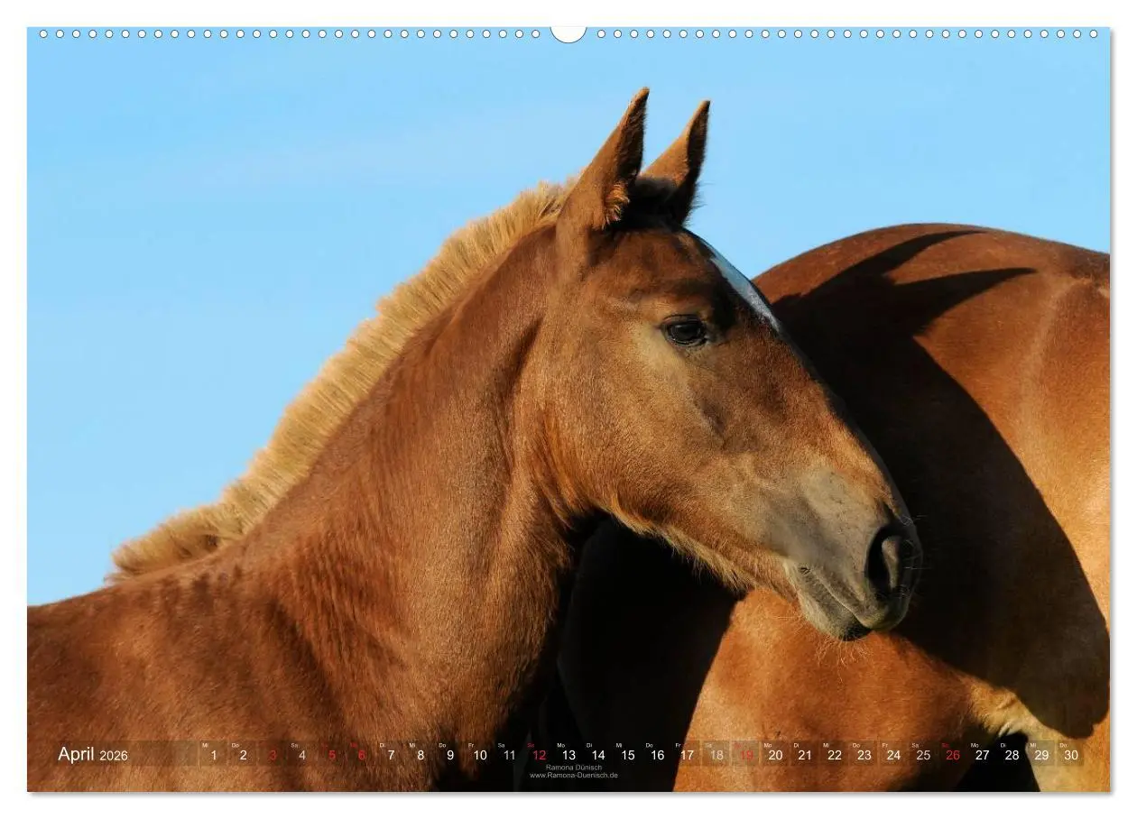 Bild: 9783516113549 | Faszination Kaltblut (hochwertiger Premium Wandkalender 2026 DIN A2...