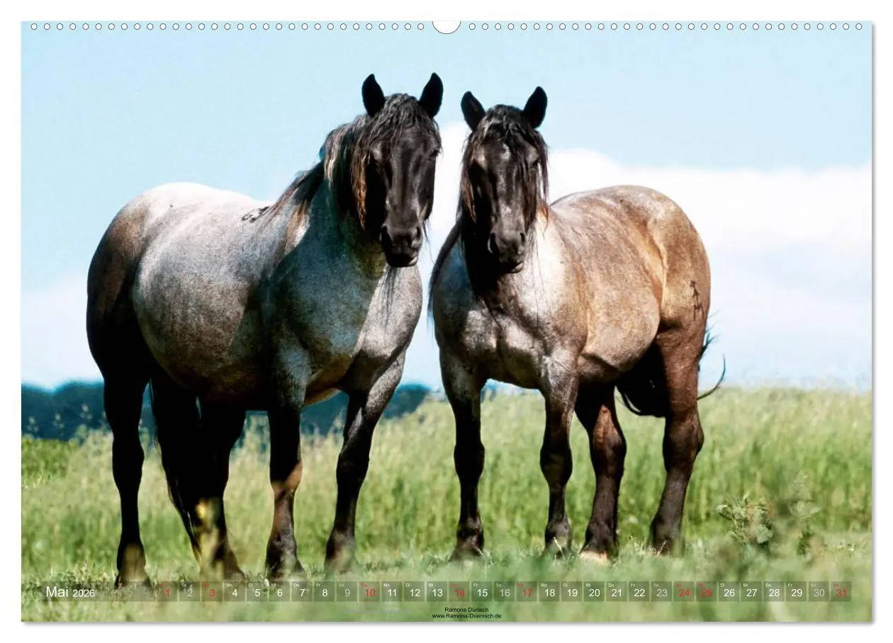 Bild: 9783516113549 | Faszination Kaltblut (hochwertiger Premium Wandkalender 2026 DIN A2...