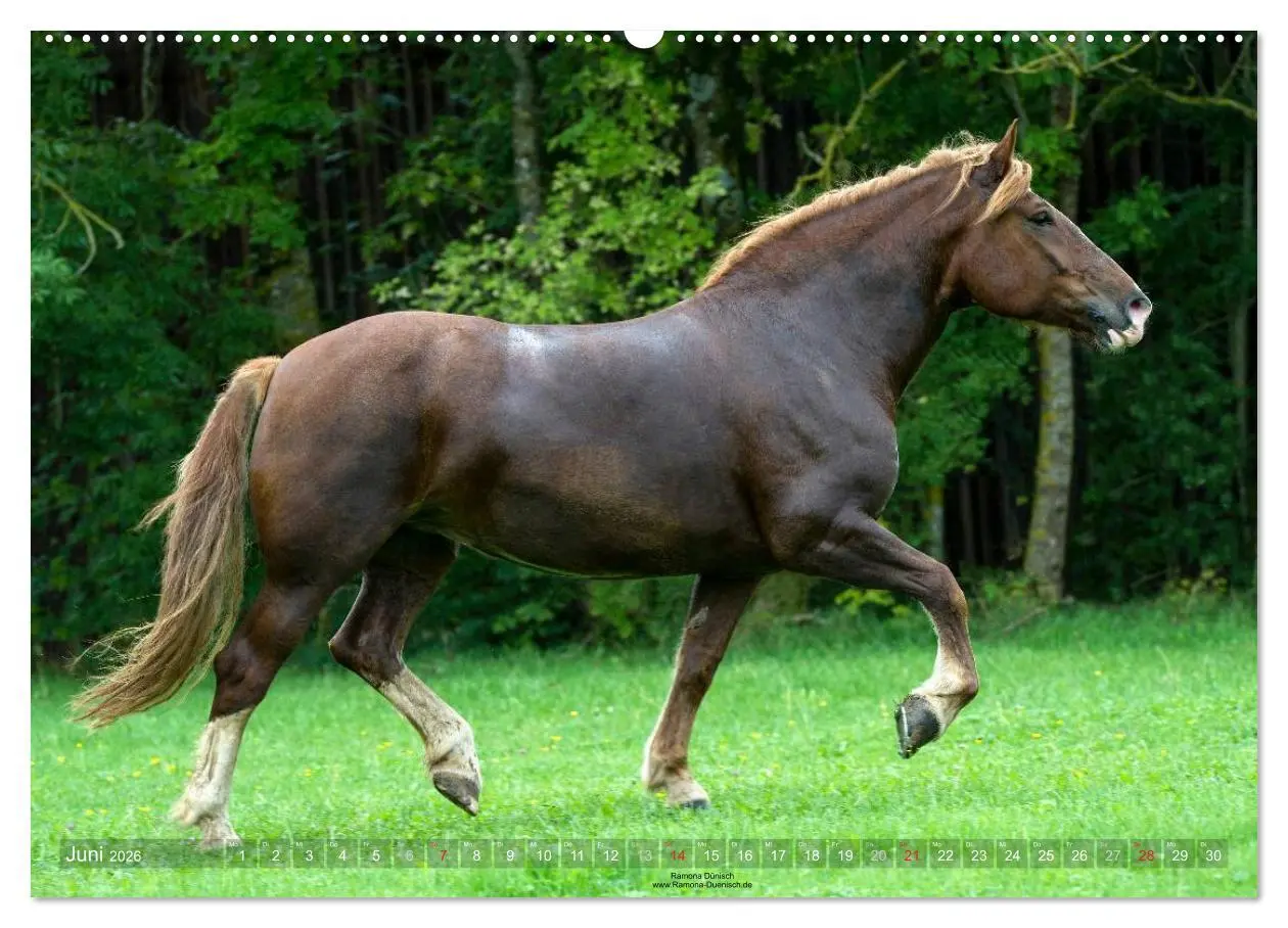 Bild: 9783516113549 | Faszination Kaltblut (hochwertiger Premium Wandkalender 2026 DIN A2...