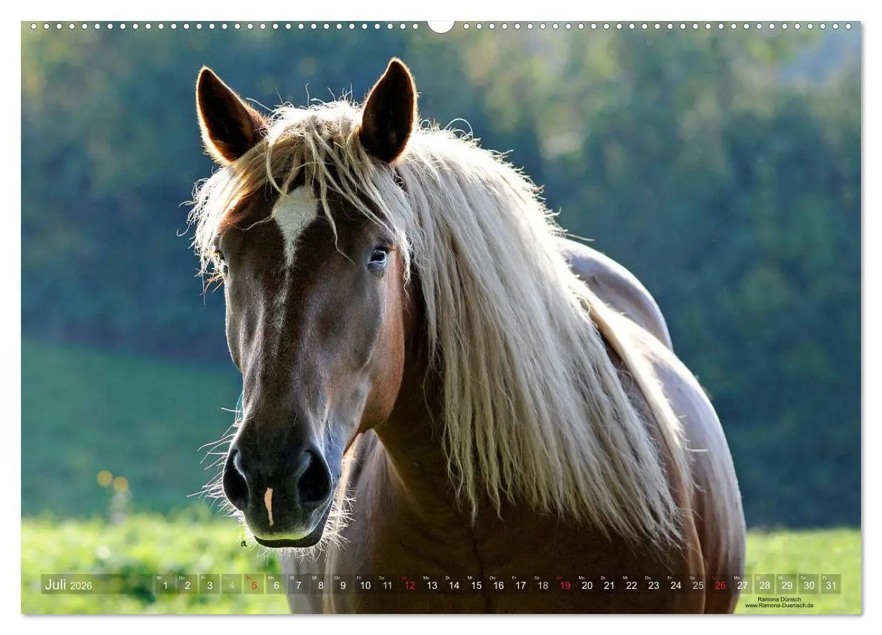 Bild: 9783516113549 | Faszination Kaltblut (hochwertiger Premium Wandkalender 2026 DIN A2...