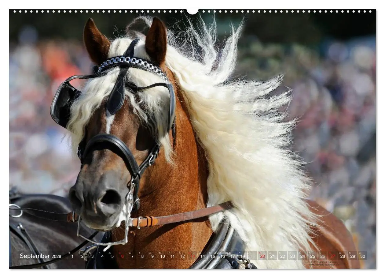 Bild: 9783516113549 | Faszination Kaltblut (hochwertiger Premium Wandkalender 2026 DIN A2...