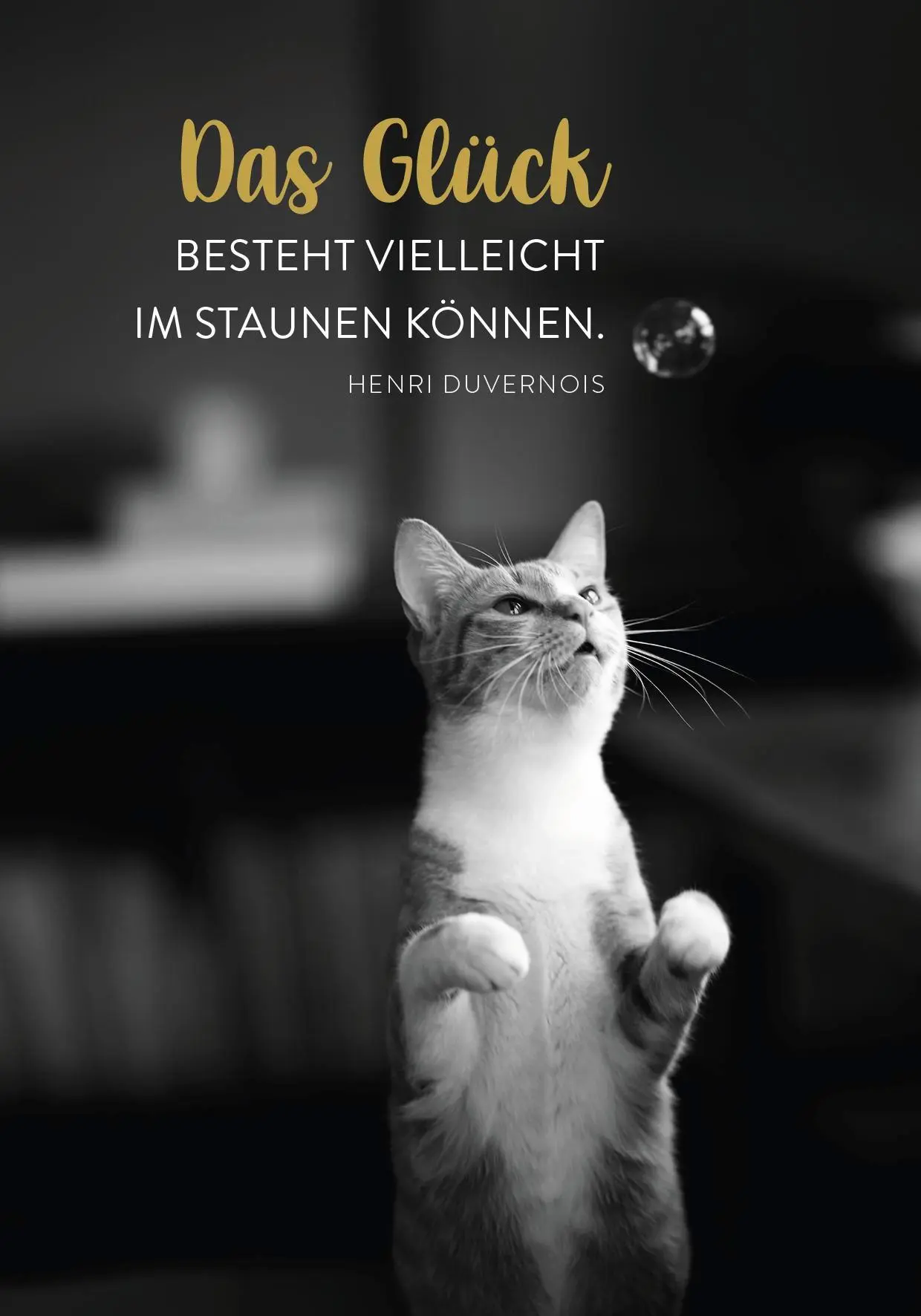 Bild: 4036442013649 | Buchkalender 2026: Für Katzenfreunde | Groh Verlag | Kalender | 144 S.