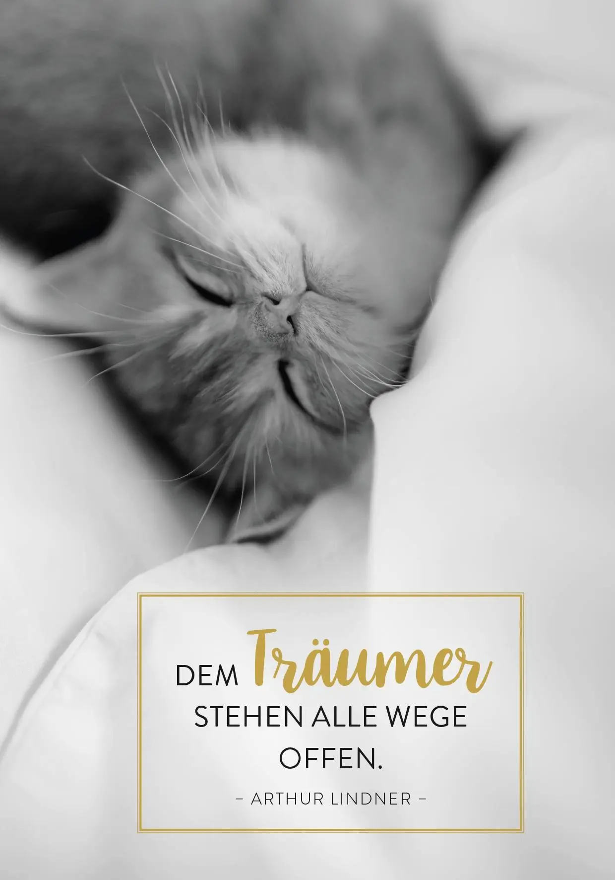 Bild: 4036442013649 | Buchkalender 2026: Für Katzenfreunde | Groh Verlag | Kalender | 144 S.