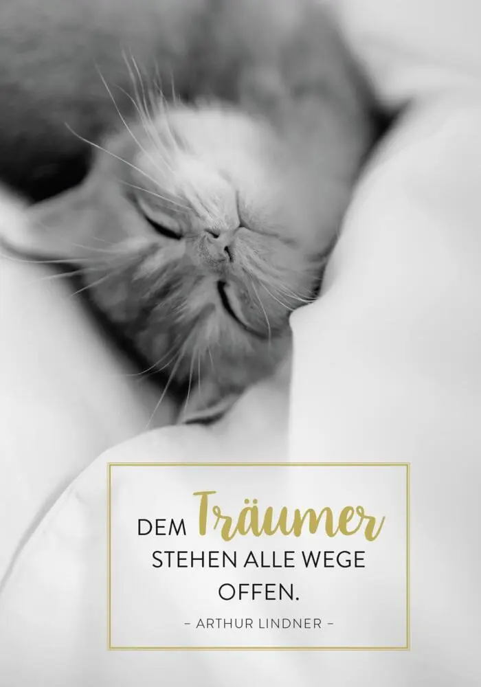 Bild: 4036442013649 | Buchkalender 2026: Für Katzenfreunde | Groh Verlag | Kalender | 2026