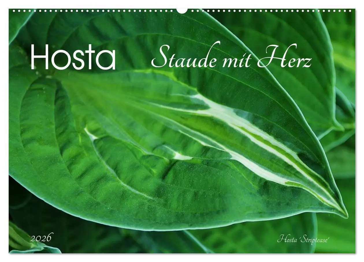 Cover: 9783516033649 | Hosta Staude mit Herz (Wandkalender 2026 DIN A2 quer), CALVENDO...