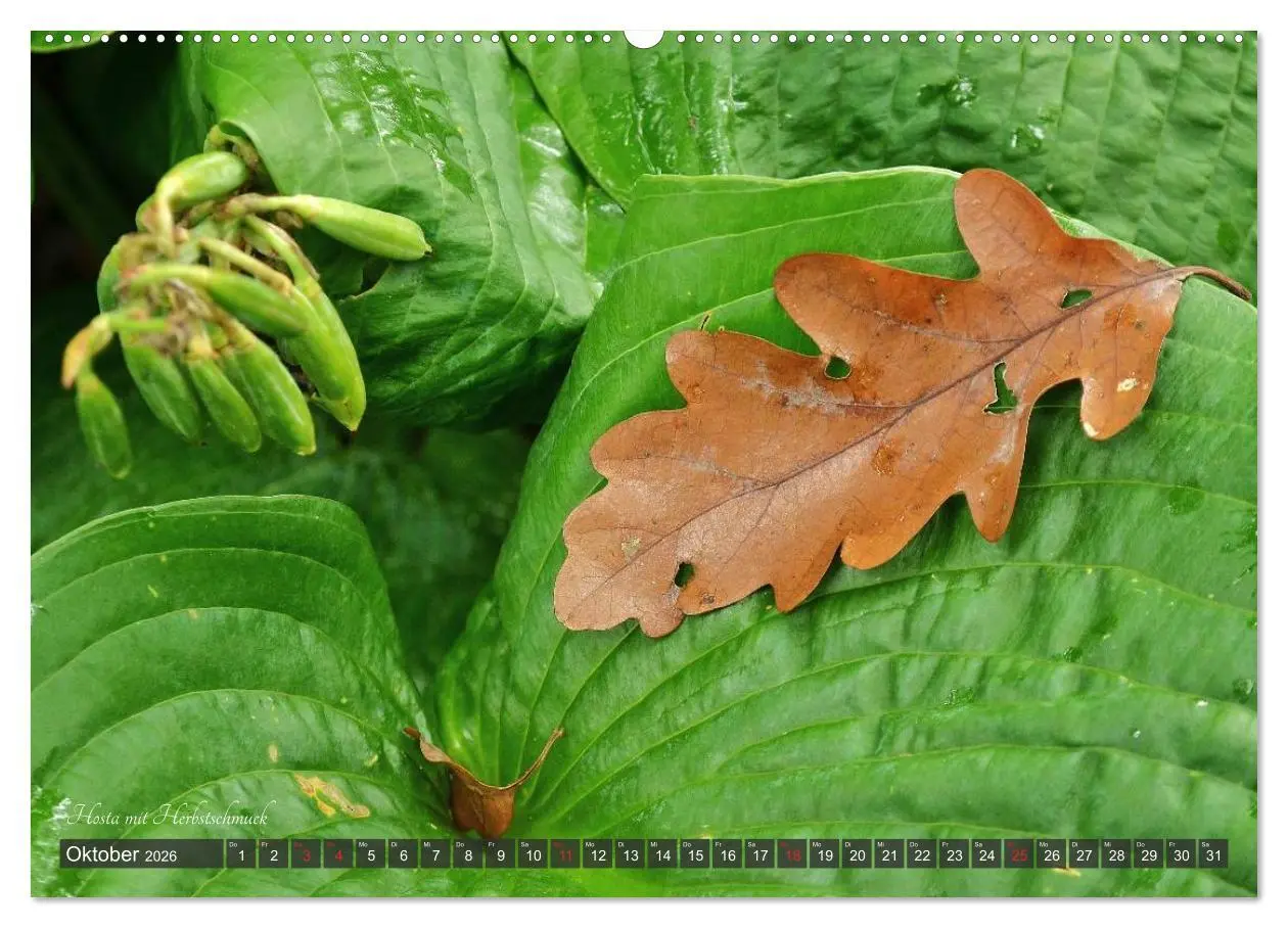 Bild: 9783516033649 | Hosta Staude mit Herz (Wandkalender 2026 DIN A2 quer), CALVENDO...
