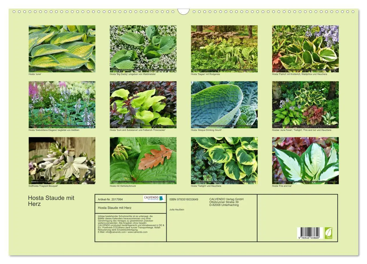 Bild: 9783516033649 | Hosta Staude mit Herz (Wandkalender 2026 DIN A2 quer), CALVENDO...