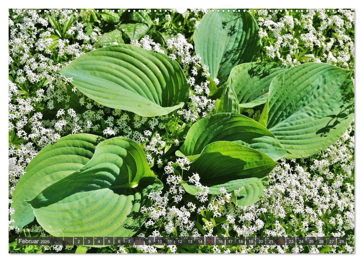 Bild: 9783516033649 | Hosta Staude mit Herz (Wandkalender 2026 DIN A2 quer), CALVENDO...