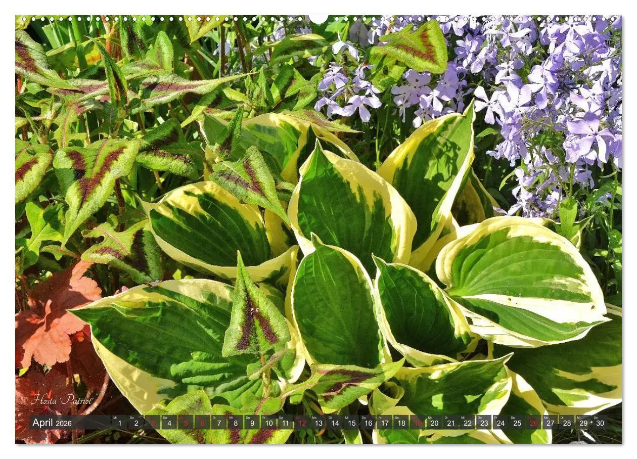 Bild: 9783516033649 | Hosta Staude mit Herz (Wandkalender 2026 DIN A2 quer), CALVENDO...