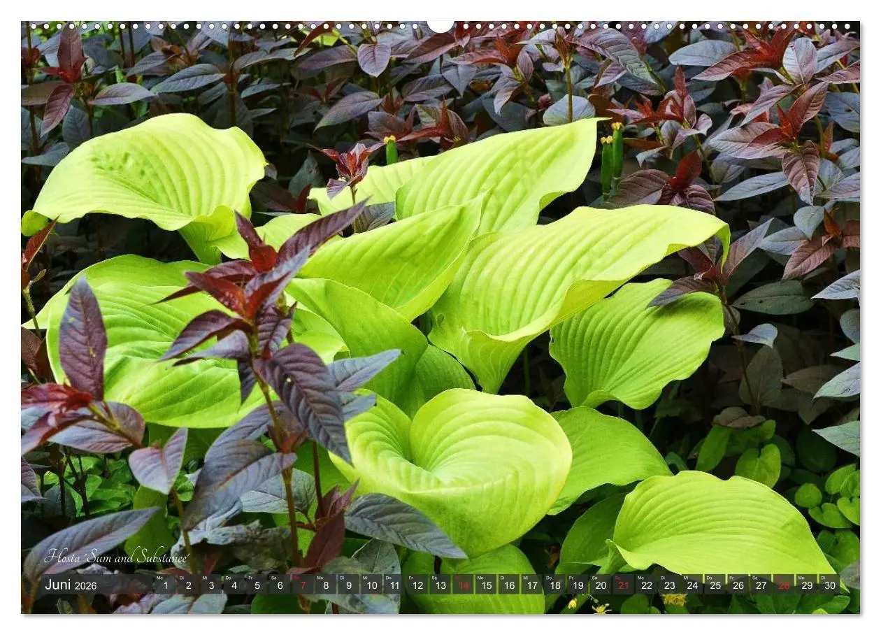 Bild: 9783516033649 | Hosta Staude mit Herz (Wandkalender 2026 DIN A2 quer), CALVENDO...