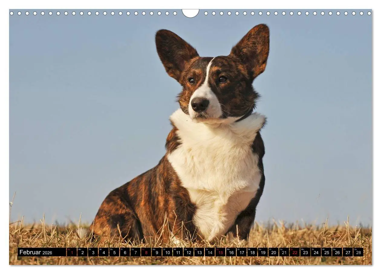 Bild: 9783516103649 | Welsh Corgi - Kobold auf 4 Pfoten (Wandkalender 2026 DIN A3 quer),...