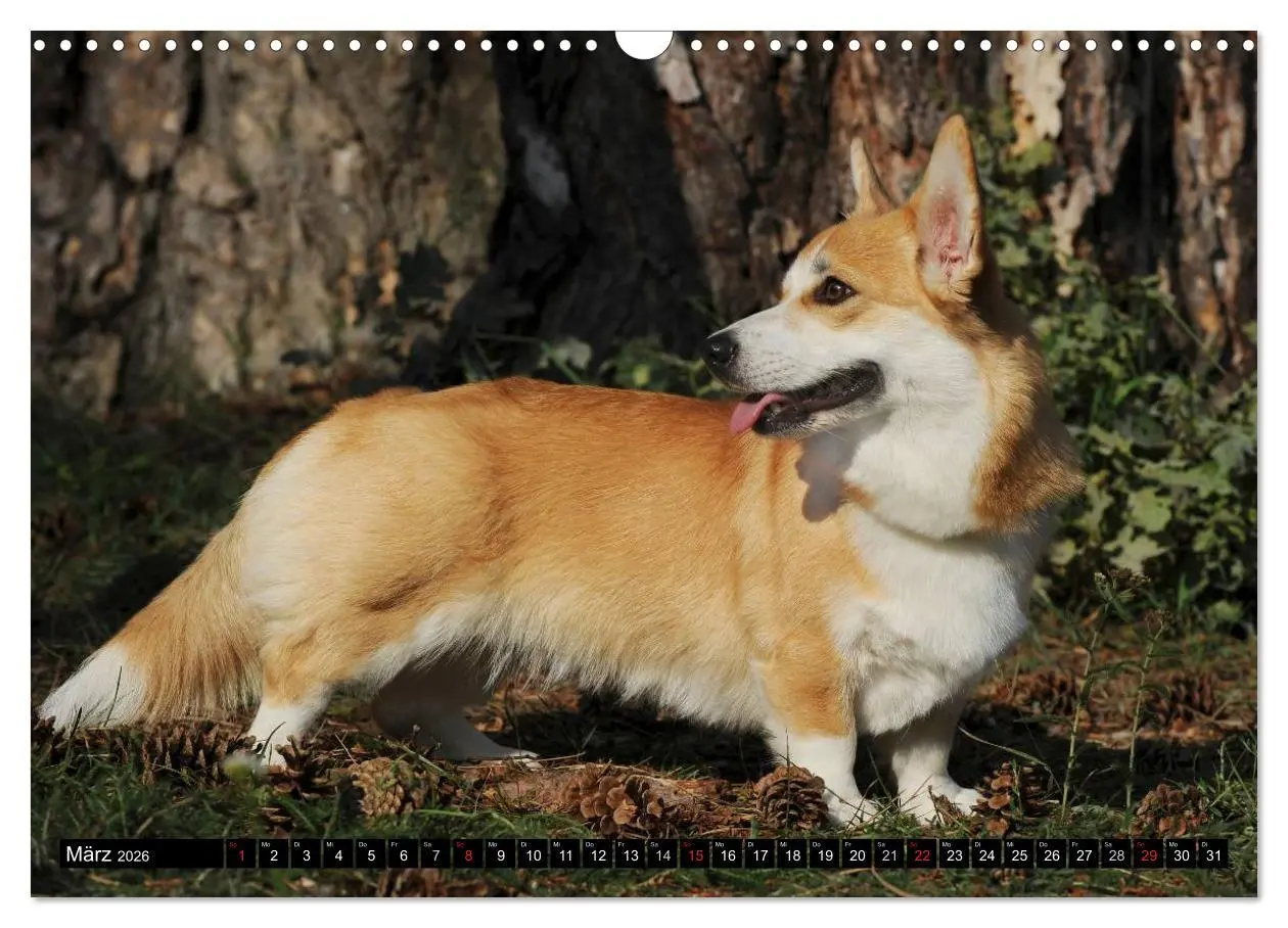 Bild: 9783516103649 | Welsh Corgi - Kobold auf 4 Pfoten (Wandkalender 2026 DIN A3 quer),...