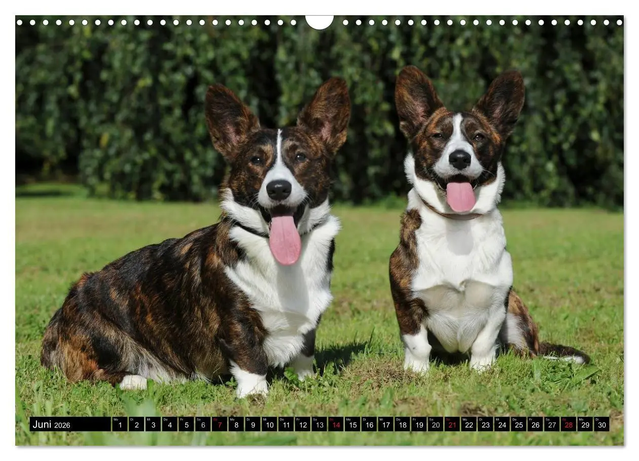 Bild: 9783516103649 | Welsh Corgi - Kobold auf 4 Pfoten (Wandkalender 2026 DIN A3 quer),...