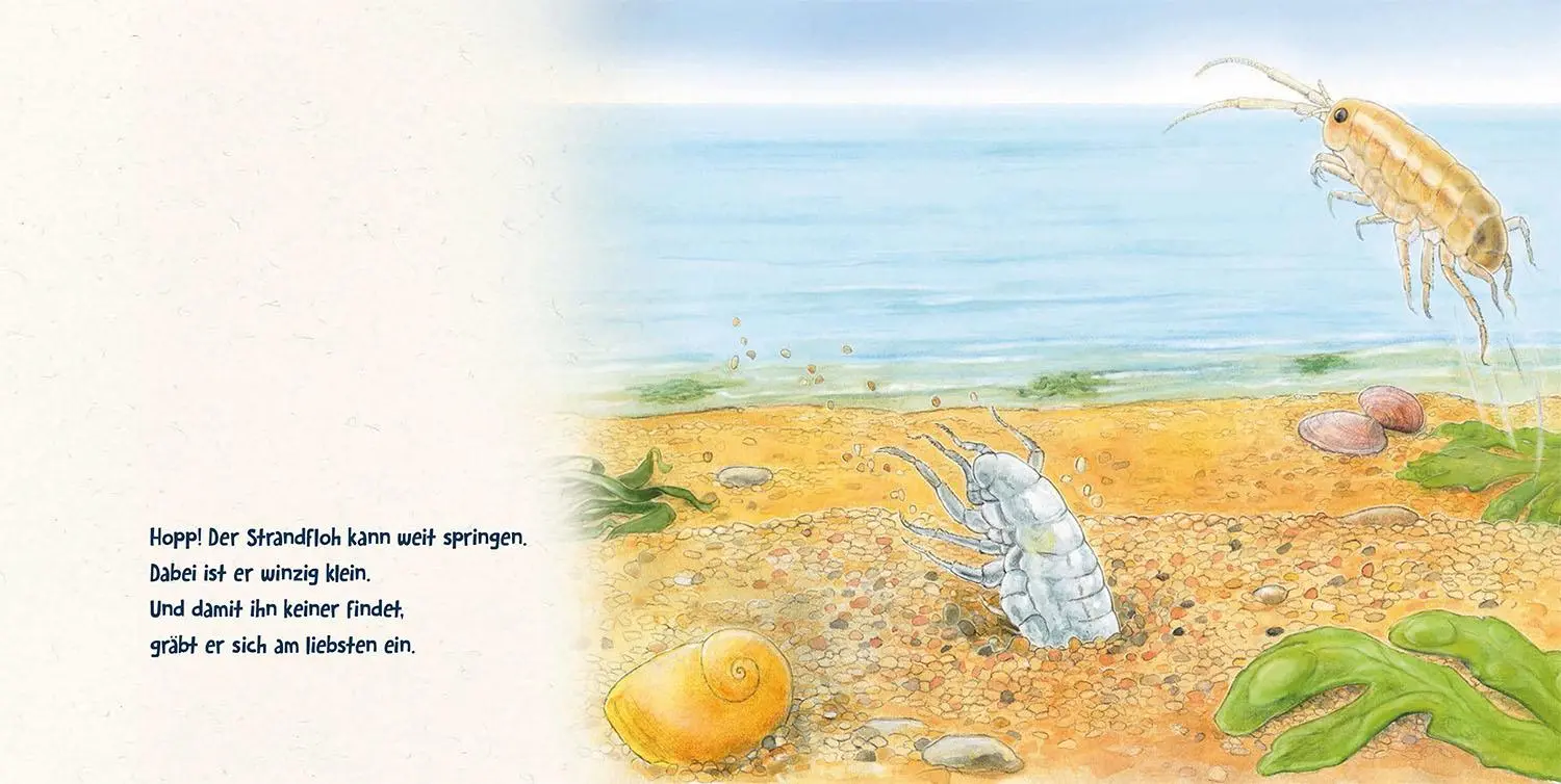 Bild: 9783440163849 | Guck mal tief ins Meer | Lisa Apfelbacher (u. a.) | Buch | 24 S.