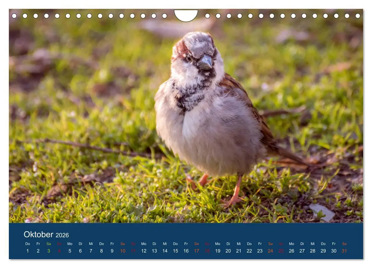 Bild: 9783516183849 | Spatzen-Kalender (Wandkalender 2026 DIN A4 quer), CALVENDO...