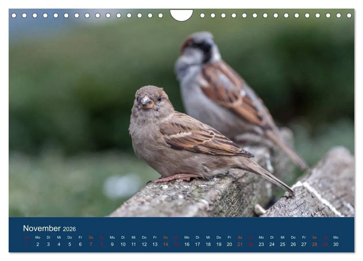 Bild: 9783516183849 | Spatzen-Kalender (Wandkalender 2026 DIN A4 quer), CALVENDO...