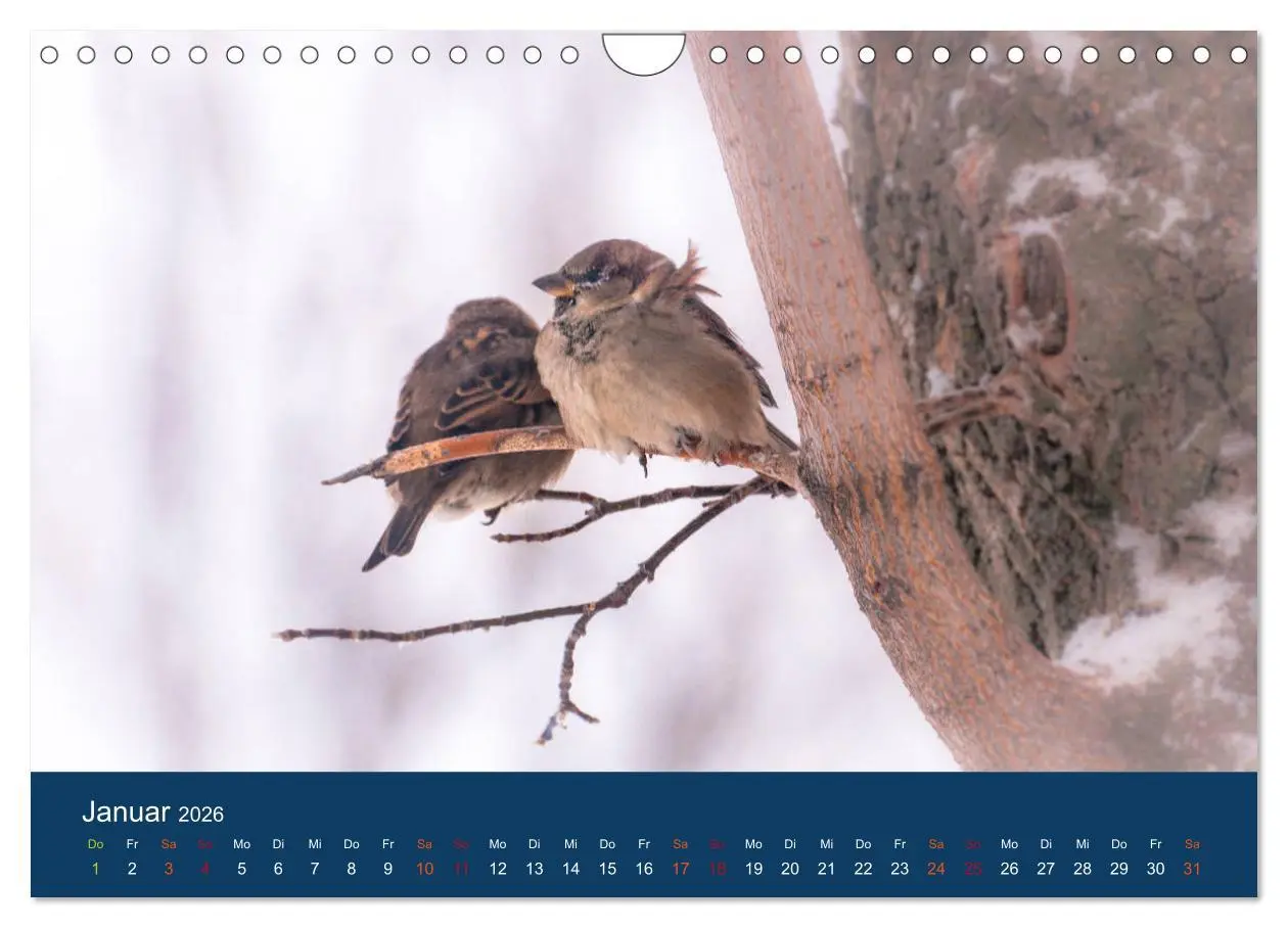Bild: 9783516183849 | Spatzen-Kalender (Wandkalender 2026 DIN A4 quer), CALVENDO...