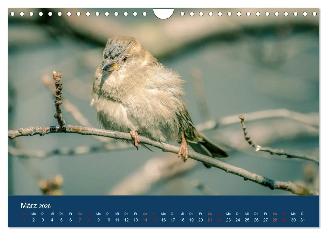 Bild: 9783516183849 | Spatzen-Kalender (Wandkalender 2026 DIN A4 quer), CALVENDO...