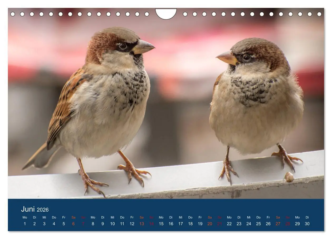 Bild: 9783516183849 | Spatzen-Kalender (Wandkalender 2026 DIN A4 quer), CALVENDO...