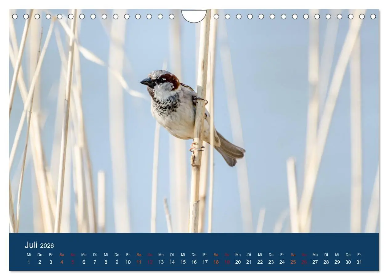 Bild: 9783516183849 | Spatzen-Kalender (Wandkalender 2026 DIN A4 quer), CALVENDO...