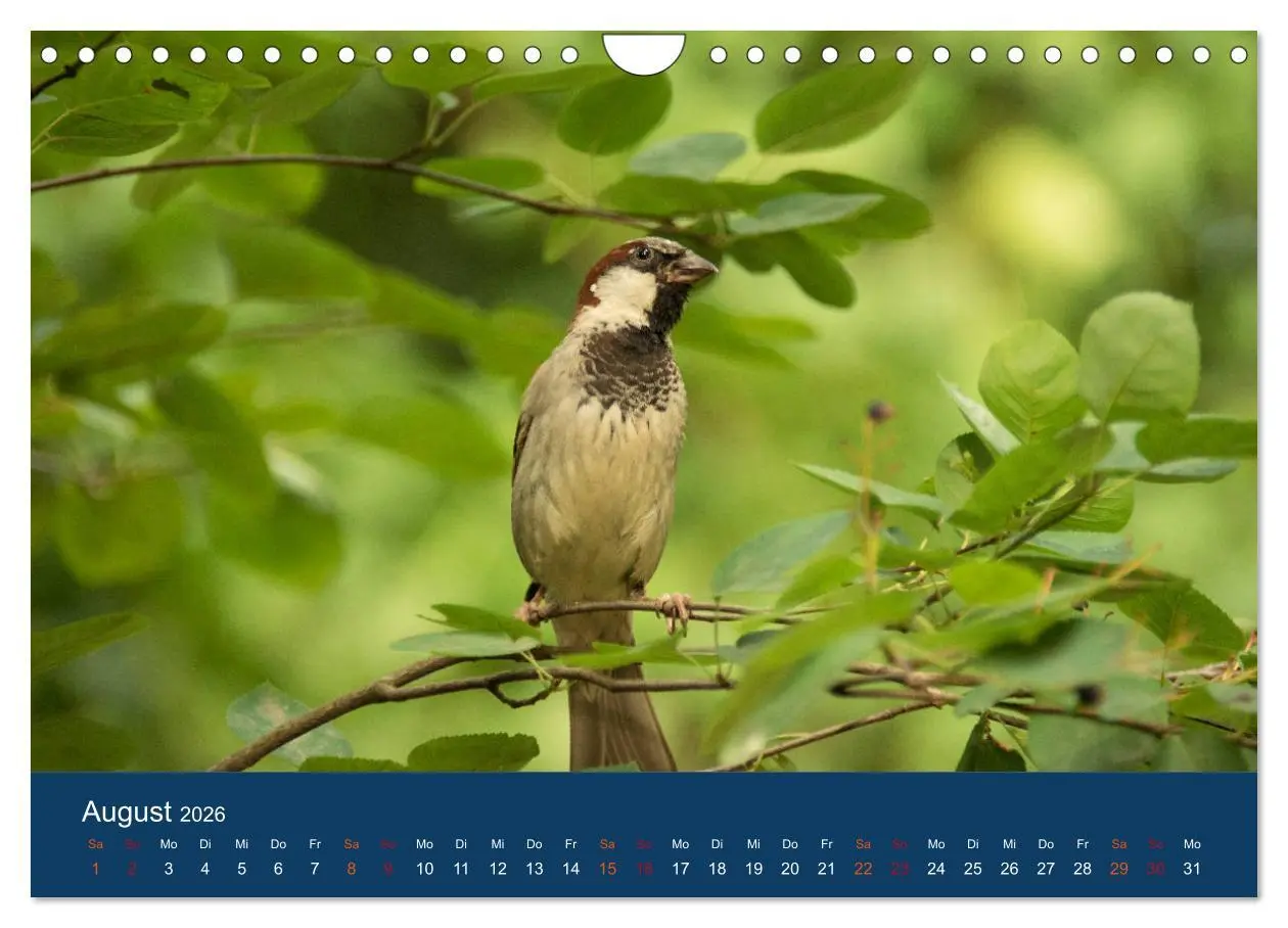 Bild: 9783516183849 | Spatzen-Kalender (Wandkalender 2026 DIN A4 quer), CALVENDO...
