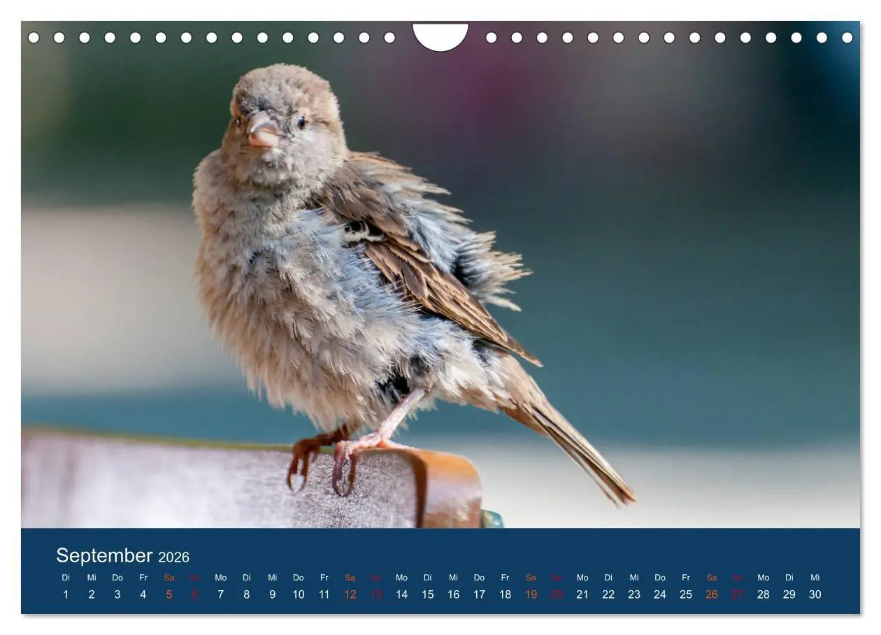 Bild: 9783516183849 | Spatzen-Kalender (Wandkalender 2026 DIN A4 quer), CALVENDO...