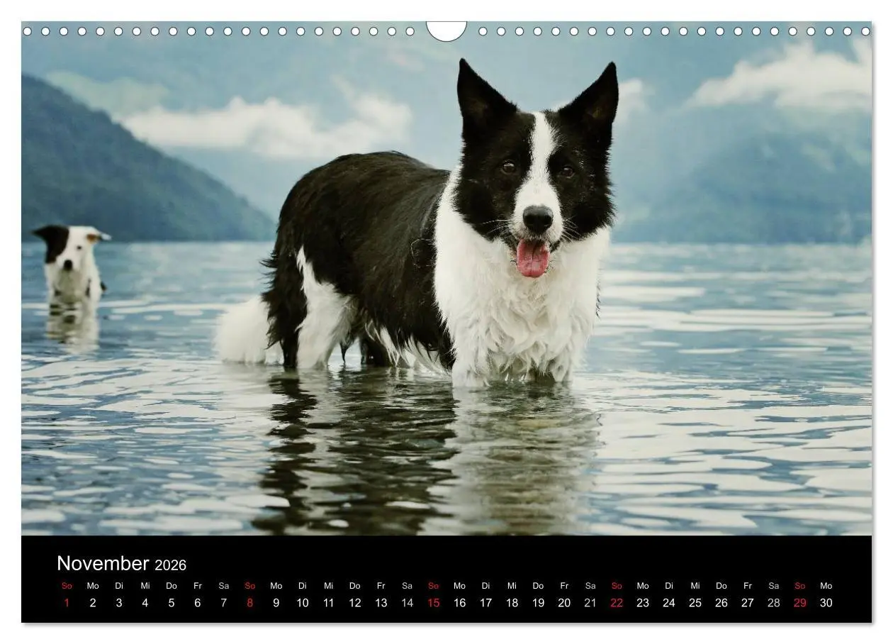 Bild: 9783516173949 | Der Bordercollie-Kalender (Wandkalender 2026 DIN A3 quer), CALVENDO...