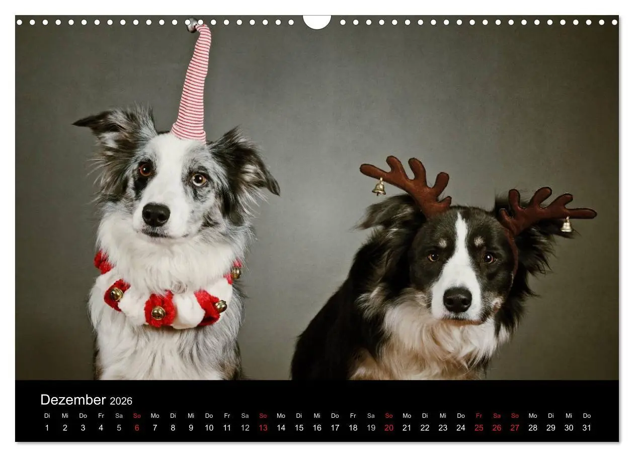 Bild: 9783516173949 | Der Bordercollie-Kalender (Wandkalender 2026 DIN A3 quer), CALVENDO...