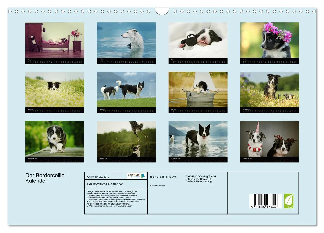 Bild: 9783516173949 | Der Bordercollie-Kalender (Wandkalender 2026 DIN A3 quer), CALVENDO...