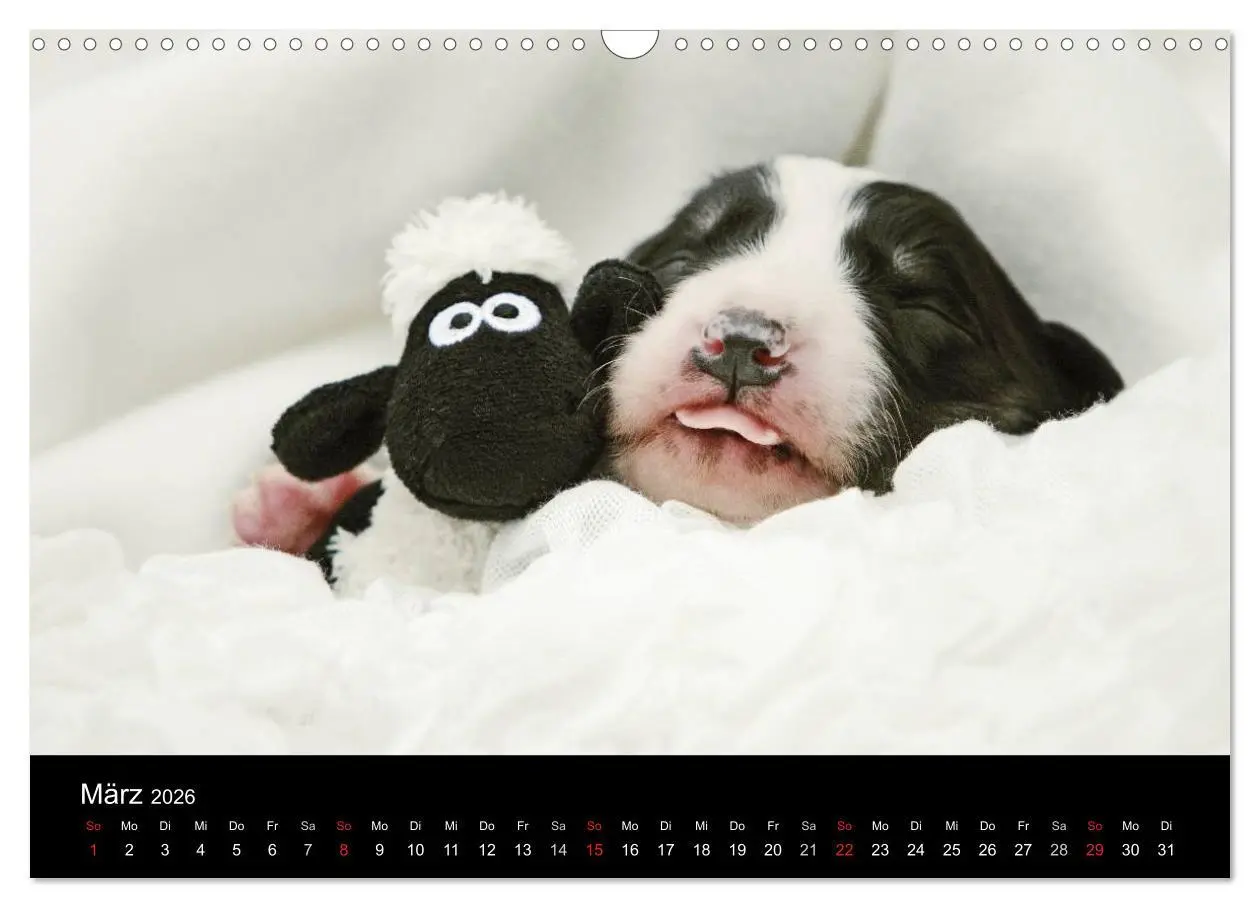Bild: 9783516173949 | Der Bordercollie-Kalender (Wandkalender 2026 DIN A3 quer), CALVENDO...