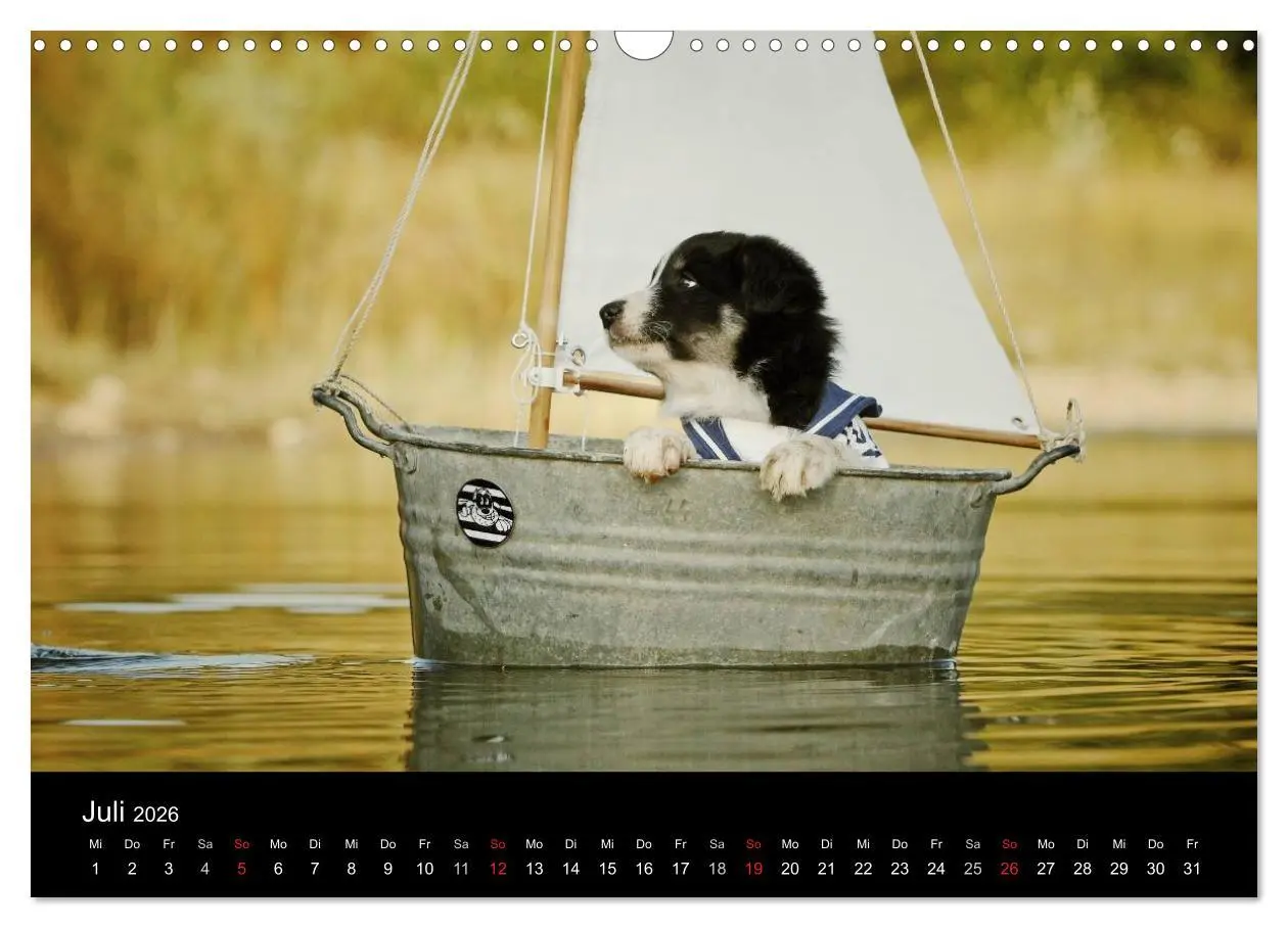 Bild: 9783516173949 | Der Bordercollie-Kalender (Wandkalender 2026 DIN A3 quer), CALVENDO...