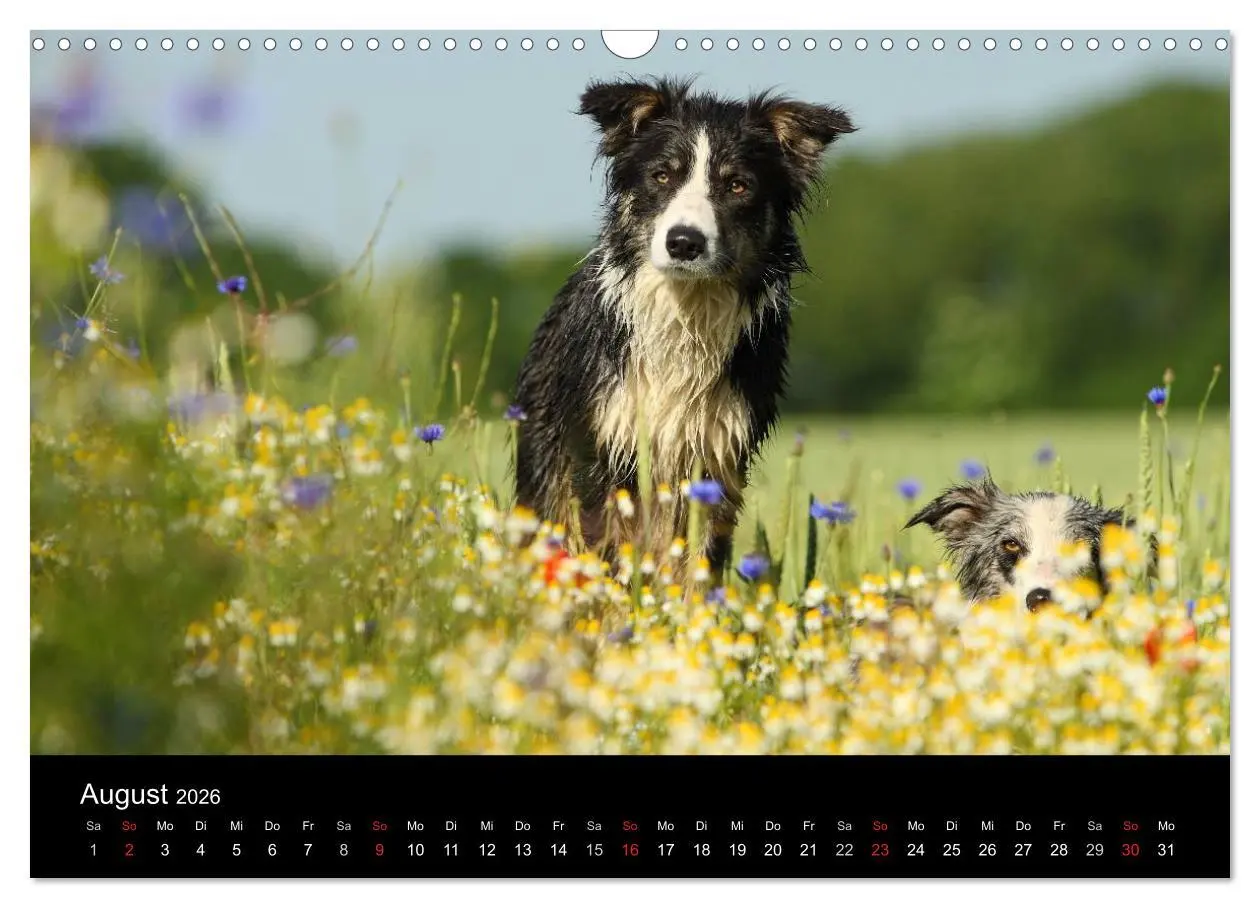 Bild: 9783516173949 | Der Bordercollie-Kalender (Wandkalender 2026 DIN A3 quer), CALVENDO...