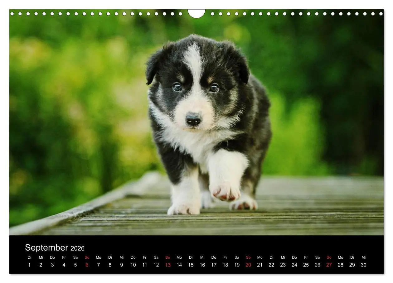 Bild: 9783516173949 | Der Bordercollie-Kalender (Wandkalender 2026 DIN A3 quer), CALVENDO...