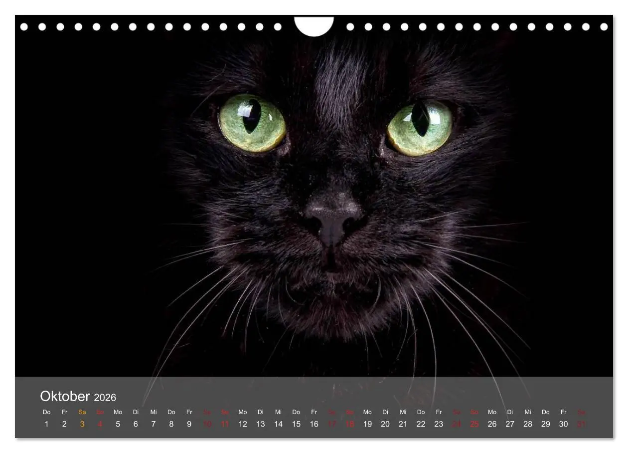 Bild: 9783457974049 | Katzen 2026 Bezaubernde Samtpfoten (Wandkalender 2026 DIN A4 quer),...