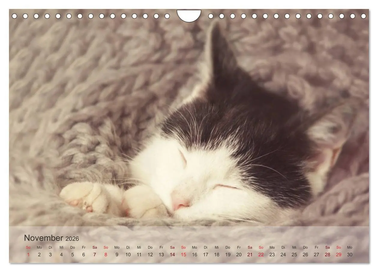 Bild: 9783457974049 | Katzen 2026 Bezaubernde Samtpfoten (Wandkalender 2026 DIN A4 quer),...