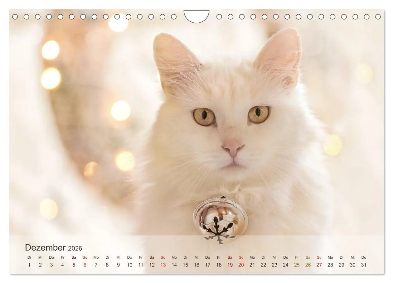 Bild: 9783457974049 | Katzen 2026 Bezaubernde Samtpfoten (Wandkalender 2026 DIN A4 quer),...