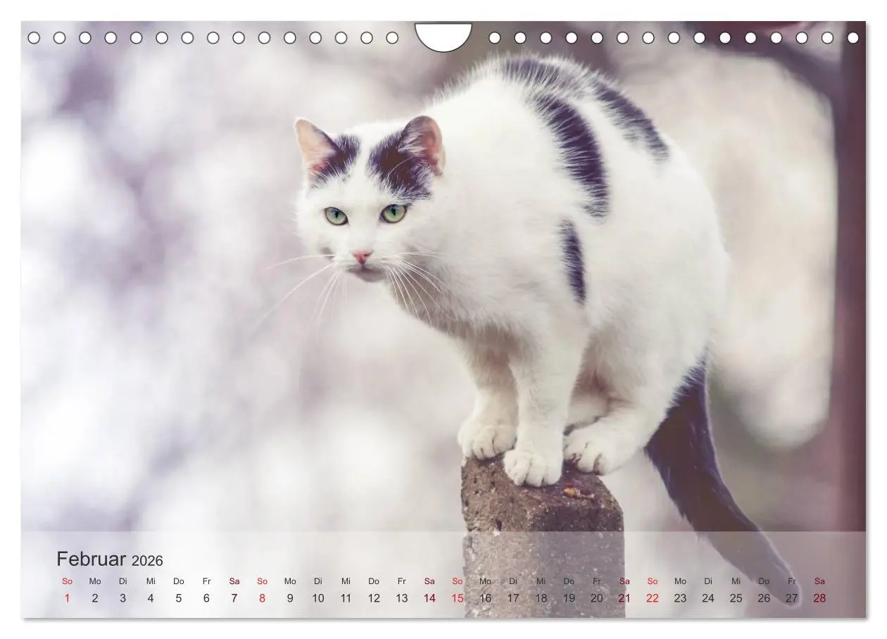 Bild: 9783457974049 | Katzen 2026 Bezaubernde Samtpfoten (Wandkalender 2026 DIN A4 quer),...
