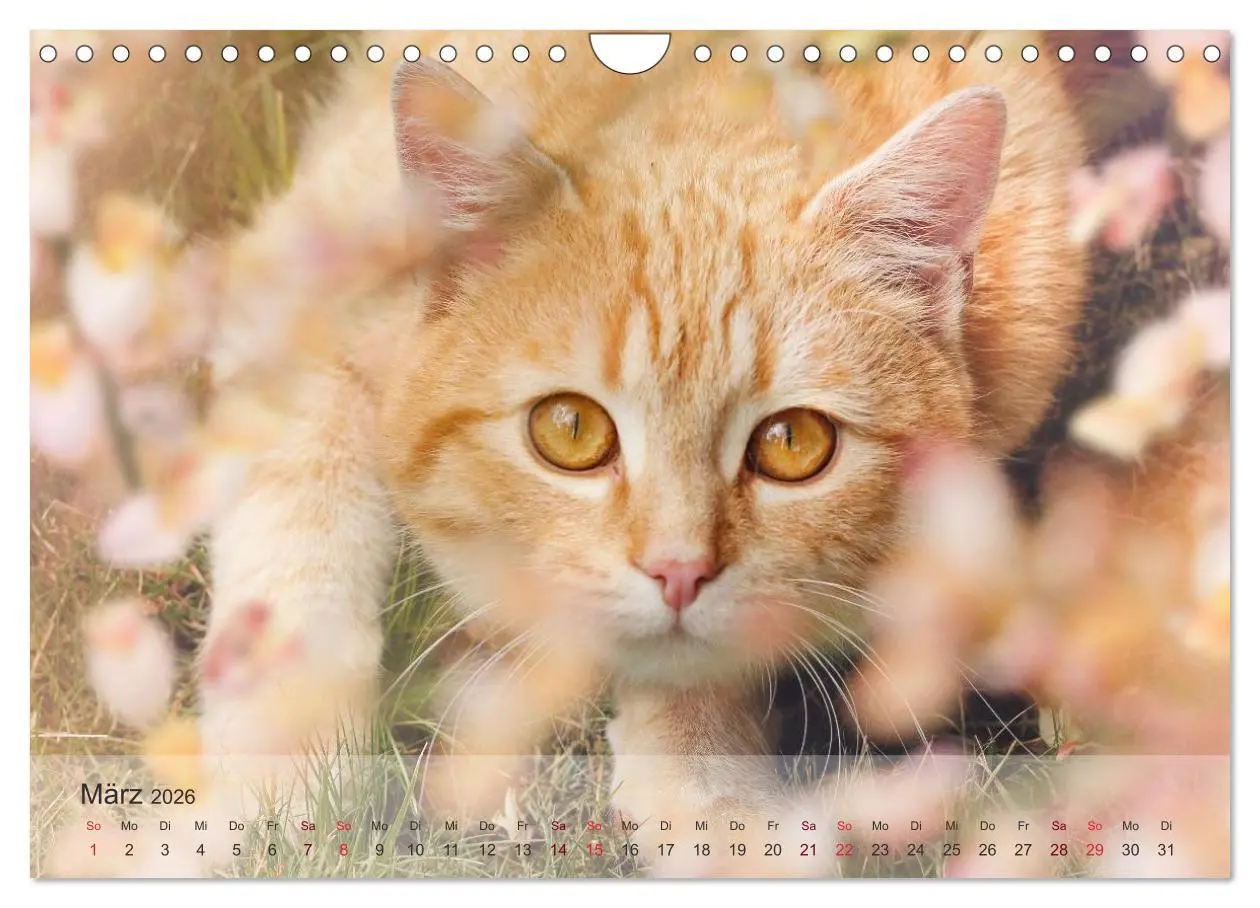 Bild: 9783457974049 | Katzen 2026 Bezaubernde Samtpfoten (Wandkalender 2026 DIN A4 quer),...