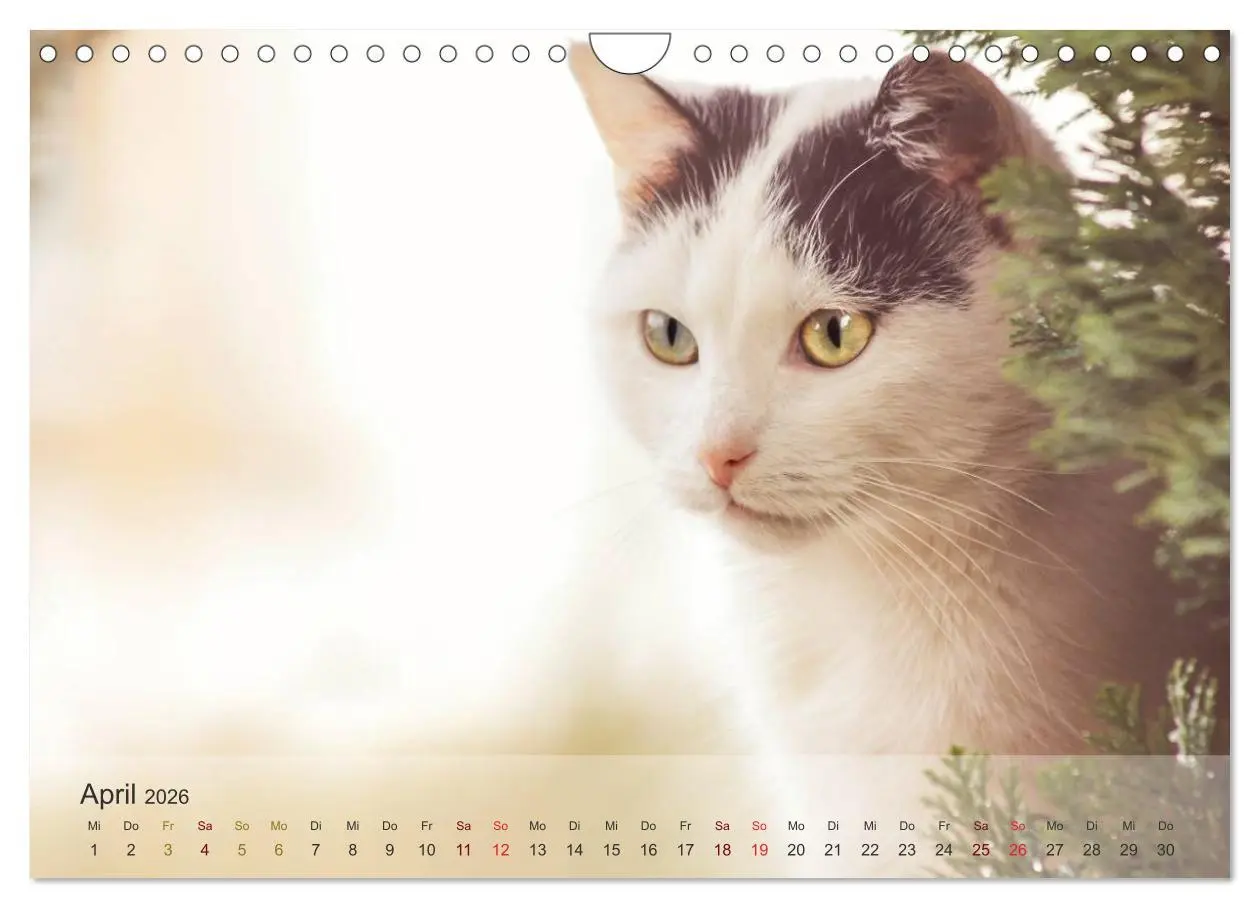 Bild: 9783457974049 | Katzen 2026 Bezaubernde Samtpfoten (Wandkalender 2026 DIN A4 quer),...