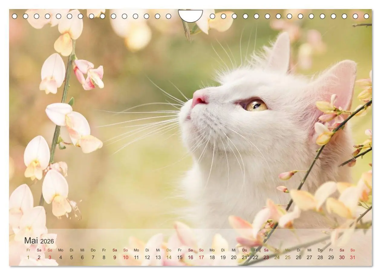 Bild: 9783457974049 | Katzen 2026 Bezaubernde Samtpfoten (Wandkalender 2026 DIN A4 quer),...
