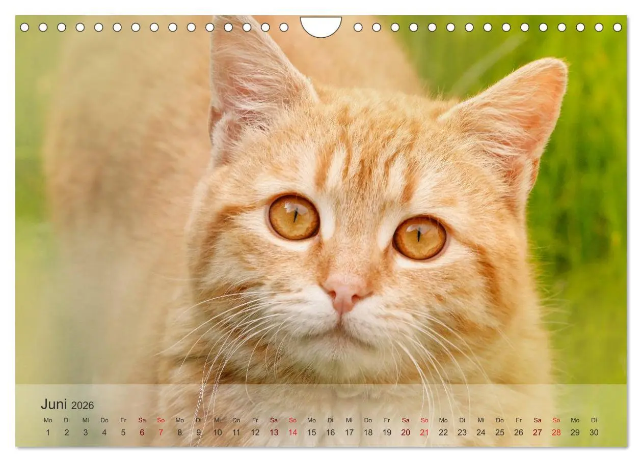 Bild: 9783457974049 | Katzen 2026 Bezaubernde Samtpfoten (Wandkalender 2026 DIN A4 quer),...