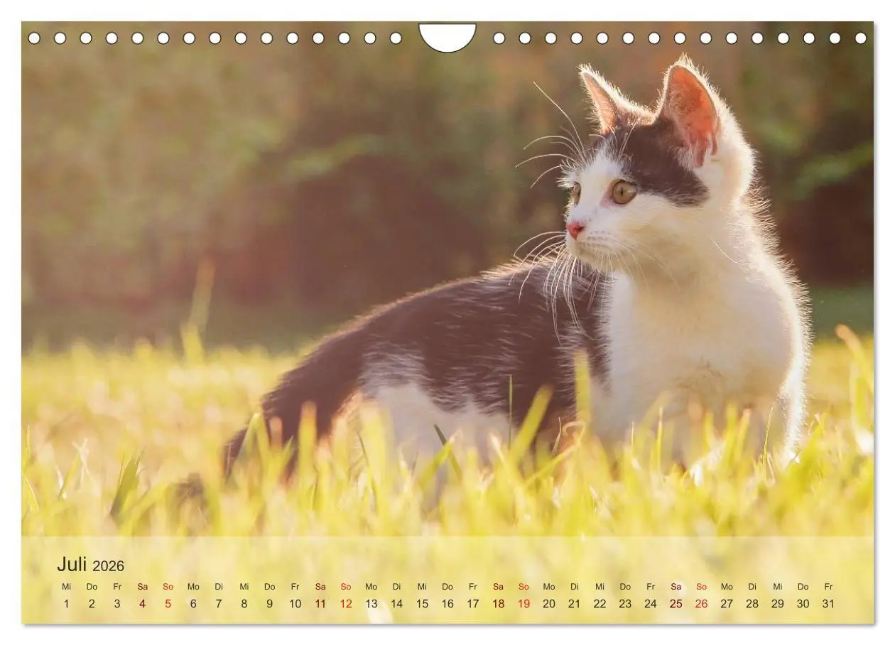 Bild: 9783457974049 | Katzen 2026 Bezaubernde Samtpfoten (Wandkalender 2026 DIN A4 quer),...