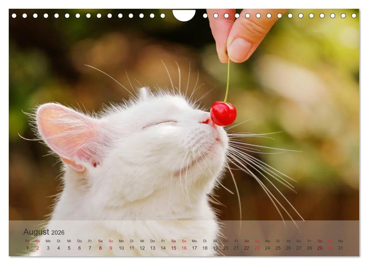 Bild: 9783457974049 | Katzen 2026 Bezaubernde Samtpfoten (Wandkalender 2026 DIN A4 quer),...