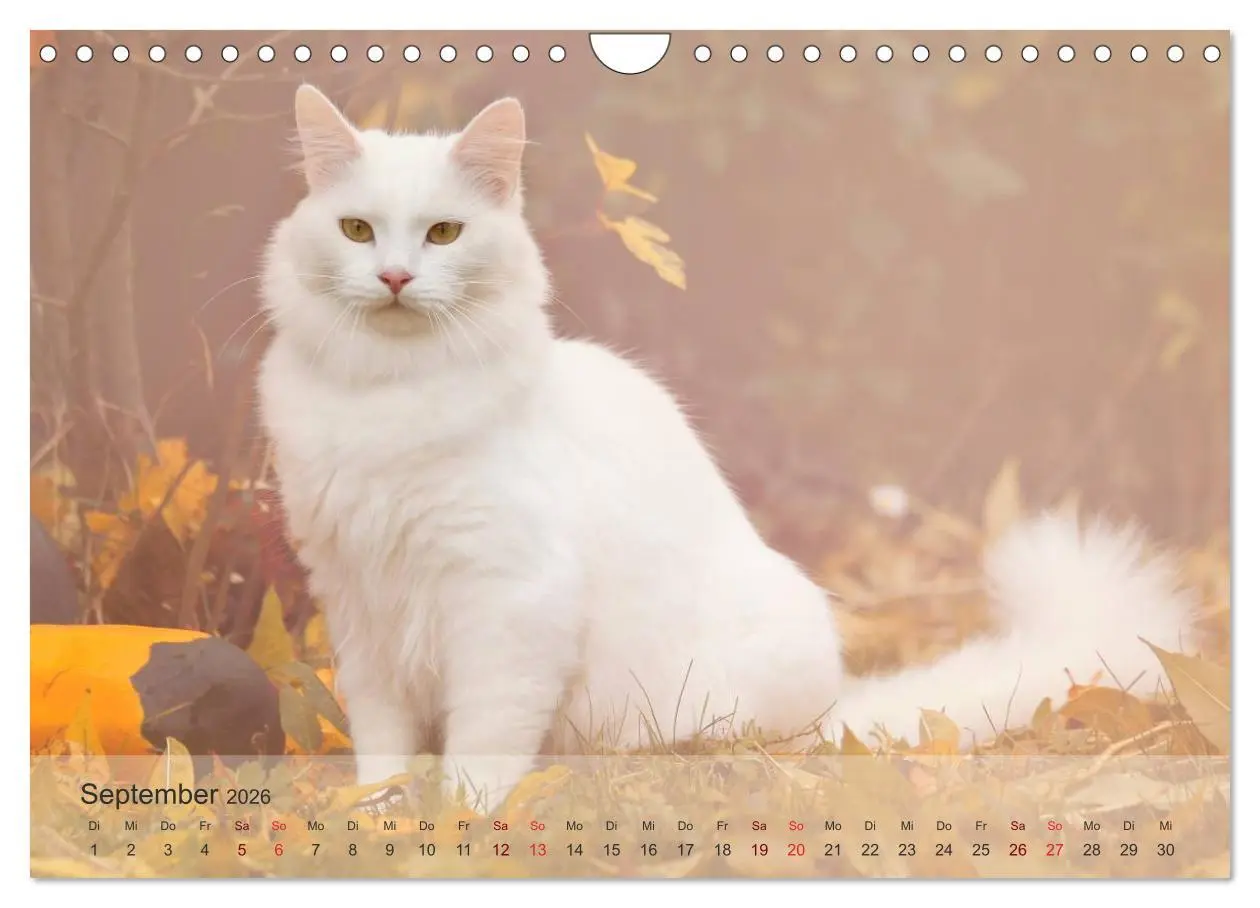 Bild: 9783457974049 | Katzen 2026 Bezaubernde Samtpfoten (Wandkalender 2026 DIN A4 quer),...