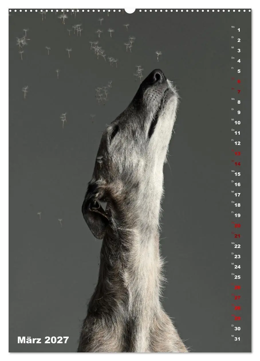 Bild: 9783569534049 | dogmuse deluxe (hochwertiger Premium Wandkalender 2027 DIN A2...