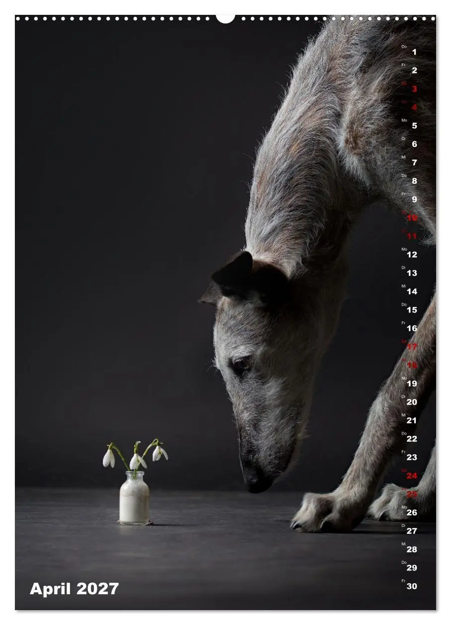 Bild: 9783569534049 | dogmuse deluxe (hochwertiger Premium Wandkalender 2027 DIN A2...
