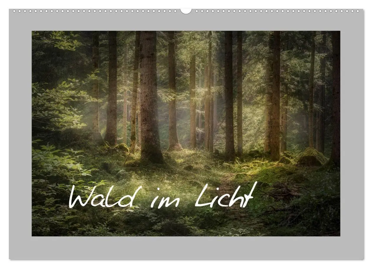 Cover: 9783569604049 | Wald im Licht (Wandkalender 2027 DIN A2 quer), CALVENDO Monatskalender