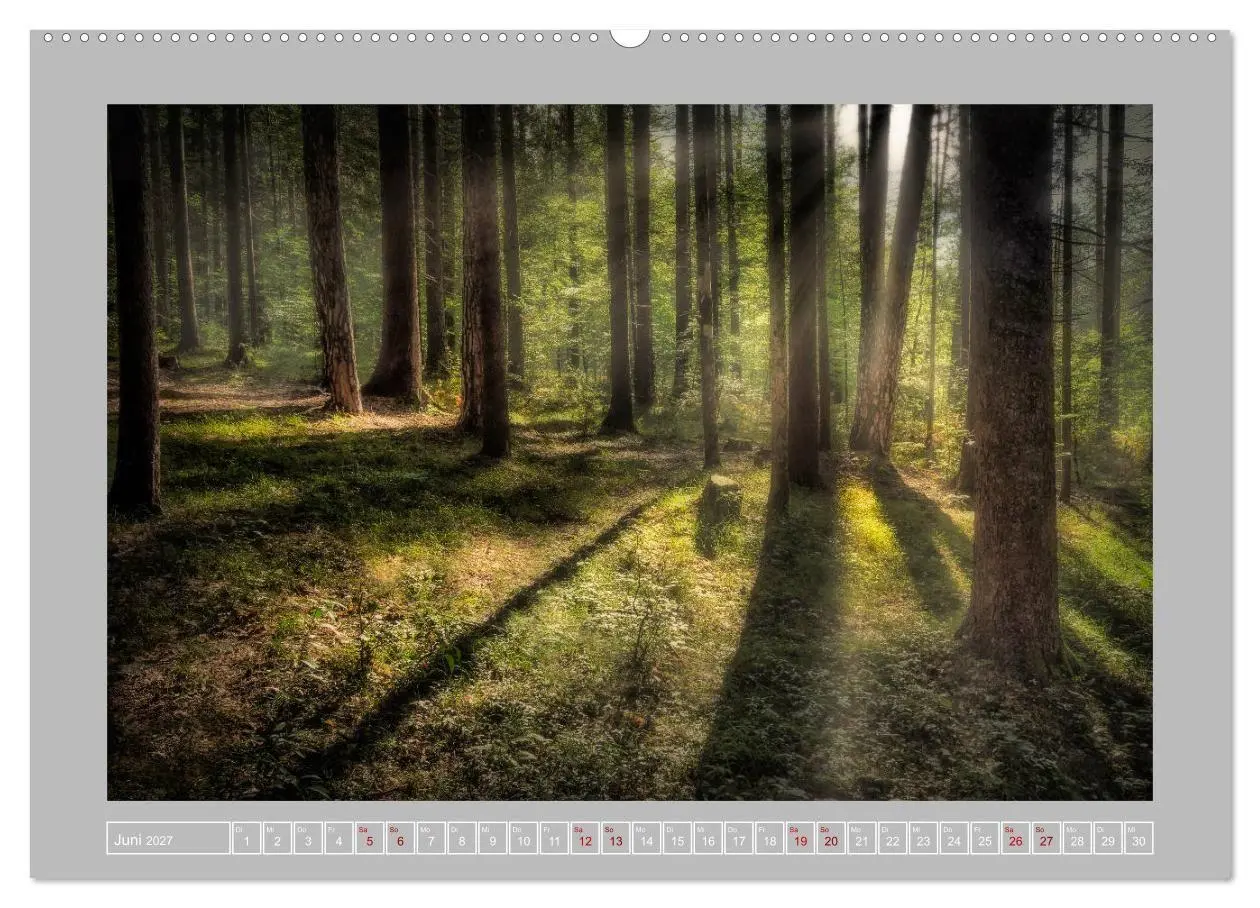 Bild: 9783569604049 | Wald im Licht (Wandkalender 2027 DIN A2 quer), CALVENDO Monatskalender