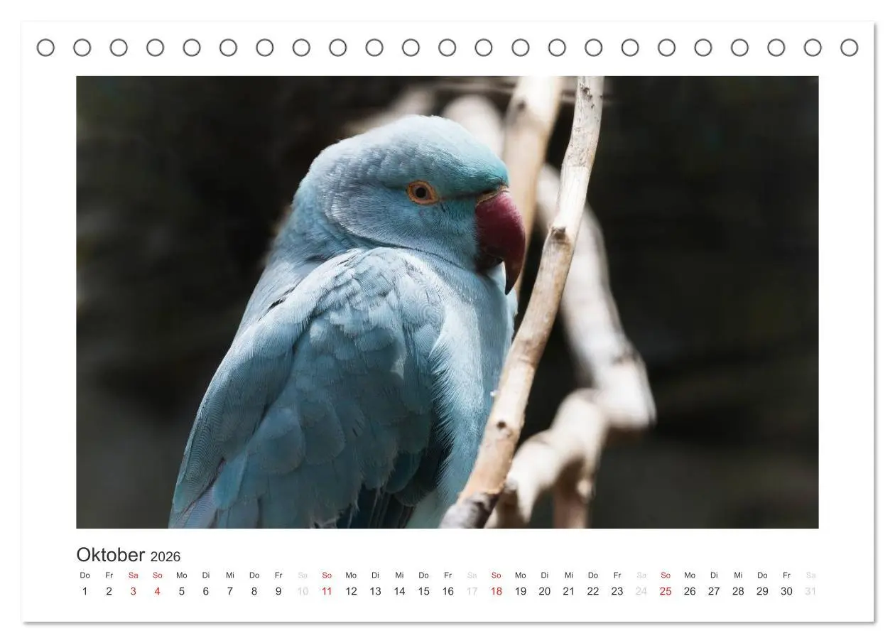Bild: 9783516054149 | Kunterbunte Papageien und Sittiche (Tischkalender 2026 DIN A5...